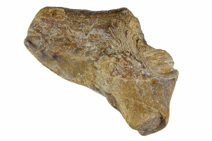 Fossil Enchodus Jaw Section - Texas #164787